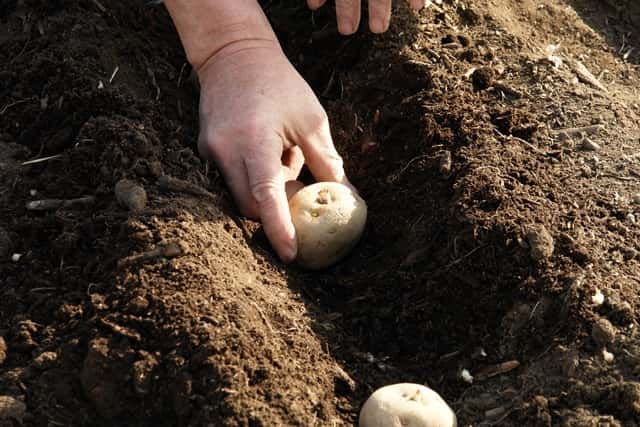 家庭菜園のプロ監修 春も秋もできる ジャガイモの栽培方法 種芋の準備や植え付け方などのコツも 農業 ガーデニング 園芸 家庭菜園マガジン Agri Pick