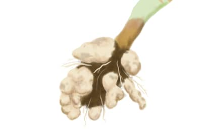 根こぶ病におかされたブロッコリーの根　