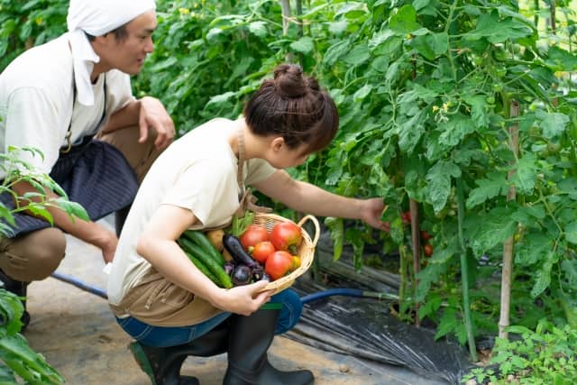 トマトを栽培する男女