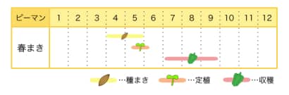 ピーマンの栽培カレンダー
