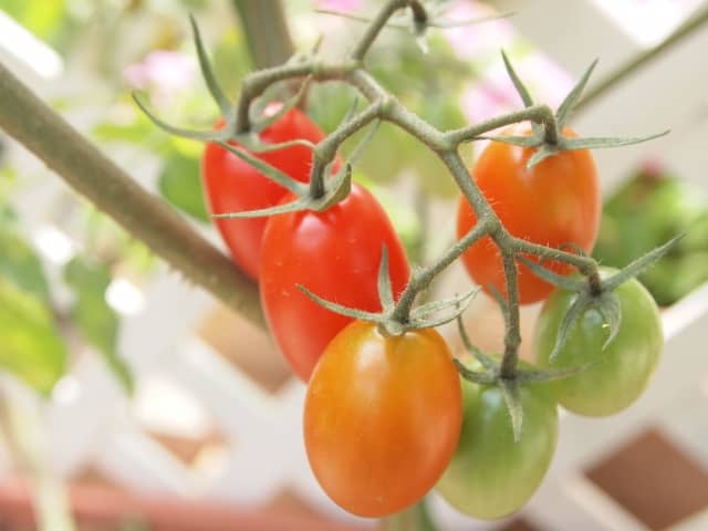 プランター栽培の第一歩 ミニトマトの育て方 支柱の立て方や水やりの頻度などを伝授 農業 ガーデニング 園芸 家庭菜園マガジン Agri Pick