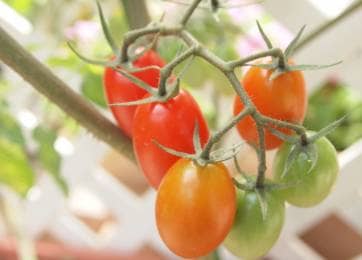 プランター栽培の第一歩 ミニトマトの育て方 支柱の立て方や水やりの頻度などを伝授 農業 ガーデニング 園芸 家庭菜園マガジン Agri Pick