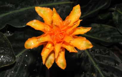 カラテア・オルナータの花