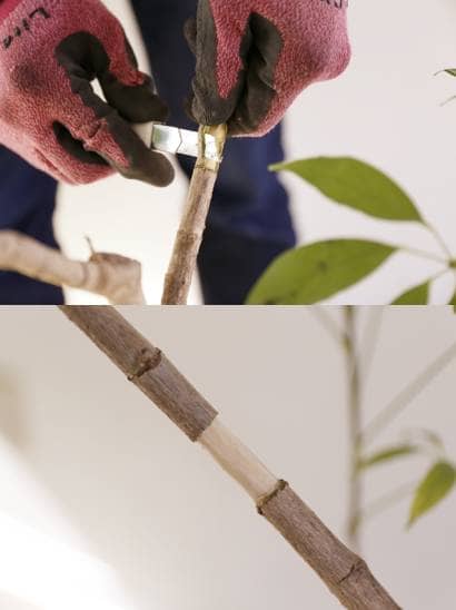 取り木と株分けの方法 プロ伝授 取り木のミズゴケ代用テクニックも公開 農業 ガーデニング 園芸 家庭菜園マガジン Agri Pick