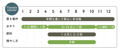 チランジア栽培カレンダー