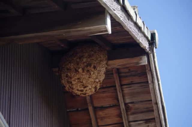 民家に作られたキイロスズメバチの巣