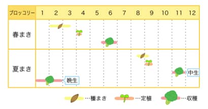 ブロッコリーの栽培カレンダー