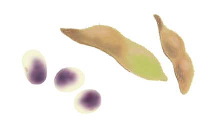 紫斑病におかされたエダマメの種実