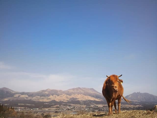 赤牛と阿蘇の風景