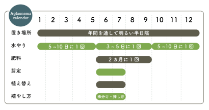 アグラオネマ栽培カレンダー