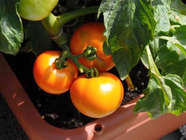 プランター栽培で完熟トマトを収穫 水やりや支柱の立て方など育て方のコツを紹介 農業 ガーデニング 園芸 家庭菜園マガジン Agri Pick