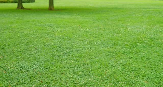 おすすめの芝生の肥料ランキング15選 施肥の時期や頻度 肥料焼けなど徹底解説 農業 ガーデニング 園芸 家庭菜園マガジン Agri Pick