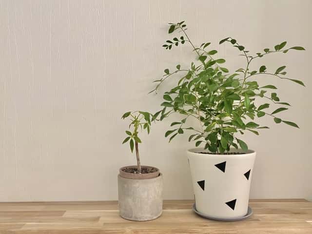 観葉植物の鉢の選び方｜おしゃれに見せるコツをプロがアドバイス！おすすめの鉢や鉢カバーも紹介｜農業・ガーデニング・園芸・家庭菜園マガジン[AGRI  PICK]