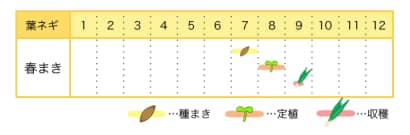 葉ネギの栽培カレンダー