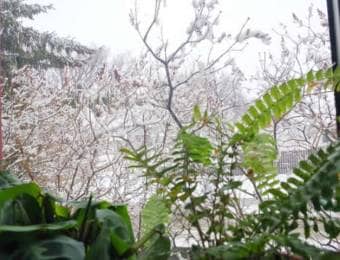 冬の窓辺の観葉植物