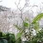冬の窓辺の観葉植物