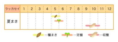 ラッカセイ栽培カレンダー