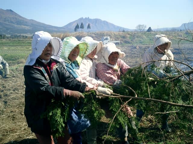 木を引っ張る女性農業者