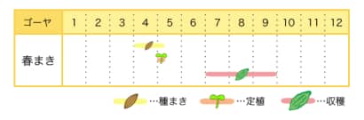 ゴーヤの栽培カレンダー