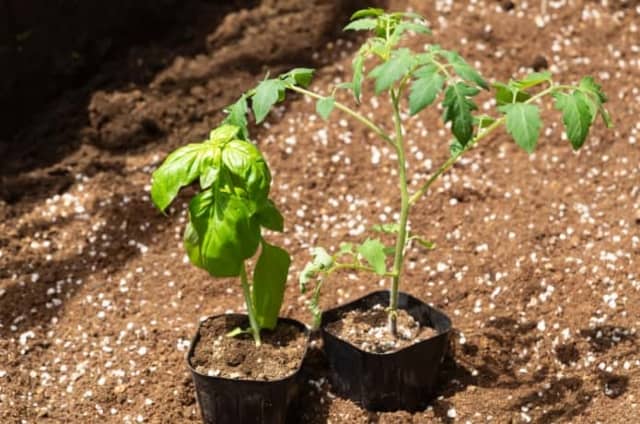 たくさん収穫できる バジルの育て方 最適なプランターのサイズや室内での栽培方法も 農業 ガーデニング 園芸 家庭菜園マガジン Agri Pick