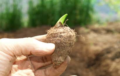サトイモの芽