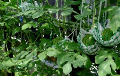 ベランダ プランターでも育てられる 家庭菜園で大玉 小玉スイカを栽培する方法とポイントを徹底解説 農業 ガーデニング 園芸 家庭菜園マガジン Agri Pick