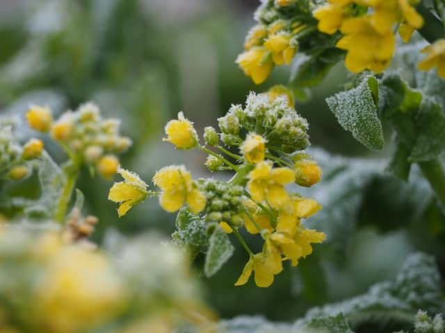 霜のついた菜の花