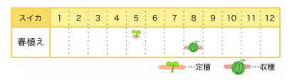 スイカのプランター栽培カレンダー