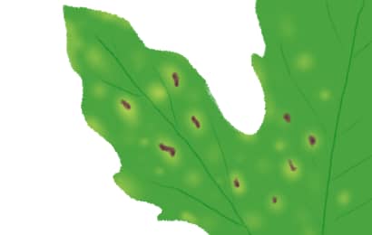 斑点細菌病におかされたゴーヤの葉