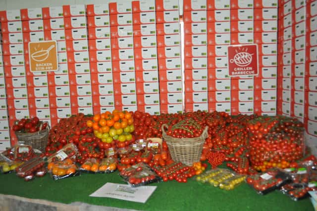 オランダトマト種類