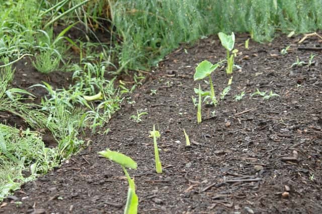 サトイモ 里芋 の栽培方法 菜園のプロが失敗しない育て方を解説 芽出しや芽かきの方法も 農業 ガーデニング 園芸 家庭菜園マガジン Agri Pick