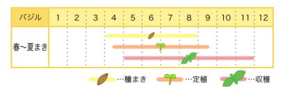 バジルのプランター栽培カレンダー