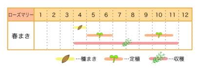 ローズマリー栽培カレンダー