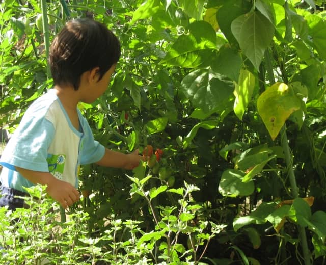 野菜を収穫する子ども