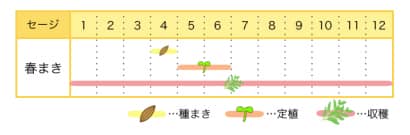 セージのプランター栽培カレンダー