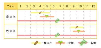 タイムのプランター栽培カレンダー