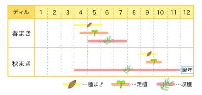 ディルのプランター栽培カレンダー