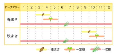 ローズマリーのプランター栽培カレンダー