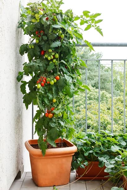 ベランダ菜園にもおすすめ 栽培しやすいミニトマトを育てて味わおう Garden Story連携企画 農業 ガーデニング 園芸 家庭菜園マガジン Agri Pick