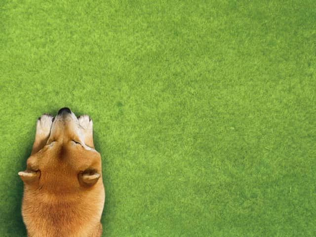 犬と芝生