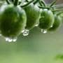 雨に濡れるトマト