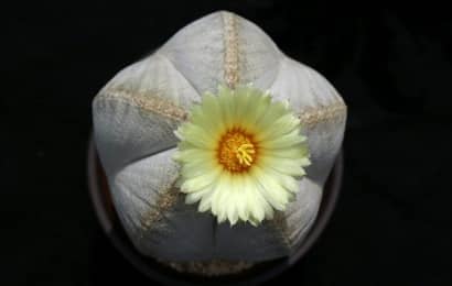 白ランポー玉の花