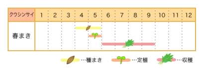 クウシンサイの栽培カレンダー