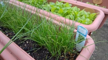 ニラのプランター栽培 一度植えると数年間収穫可能 比較的簡単で初心者にもおすすめの野菜 農業 ガーデニング 園芸 家庭菜園マガジン Agri Pick