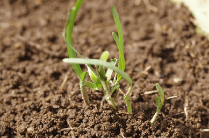 ニラのプランター栽培 一度植えると数年間収穫可能 比較的簡単で初心者にもおすすめの野菜 農業 ガーデニング 園芸 家庭菜園マガジン Agri Pick