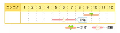 ニンニクのプランター栽培カレンダー
