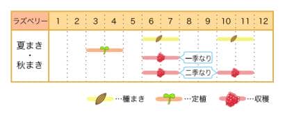 ラズベリーの栽培カレンダー