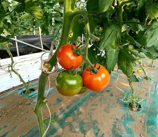 久松農園トマト