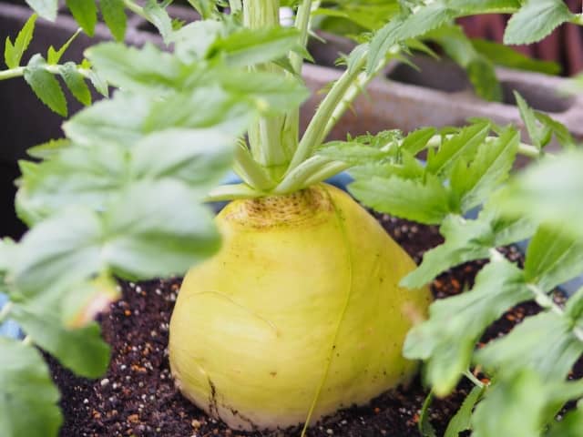ダイコンをプランターで栽培しよう 家庭菜園での育て方やミニダイコンなどおすすめの品種を紹介 農業 ガーデニング 園芸 家庭菜園マガジン Agri Pick