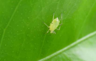 観葉植物の虫除け対策 害虫がわかない方法 虫がつきにくいインテリアグリーンの種類も紹介 農業 ガーデニング 園芸 家庭菜園マガジン Agri Pick